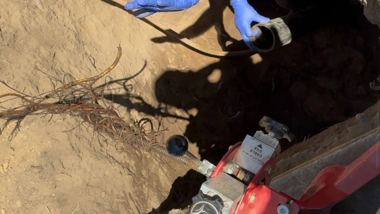 Roots removed during main sewer line cleaning at Altadena home