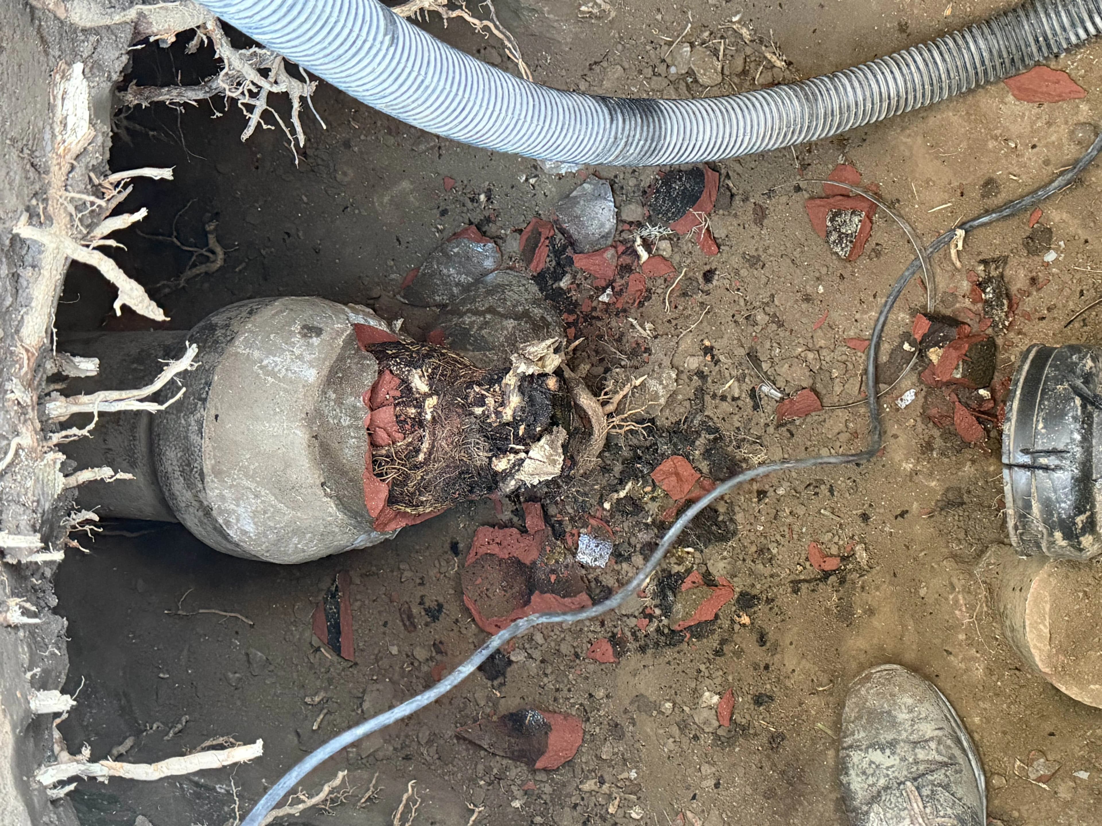 Tree roots invading and damaging clay sewer line in Glendale